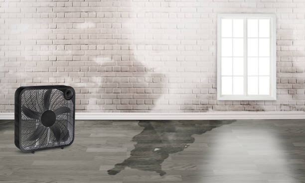 Best Carpet water damage restoration  in Monticello, MS